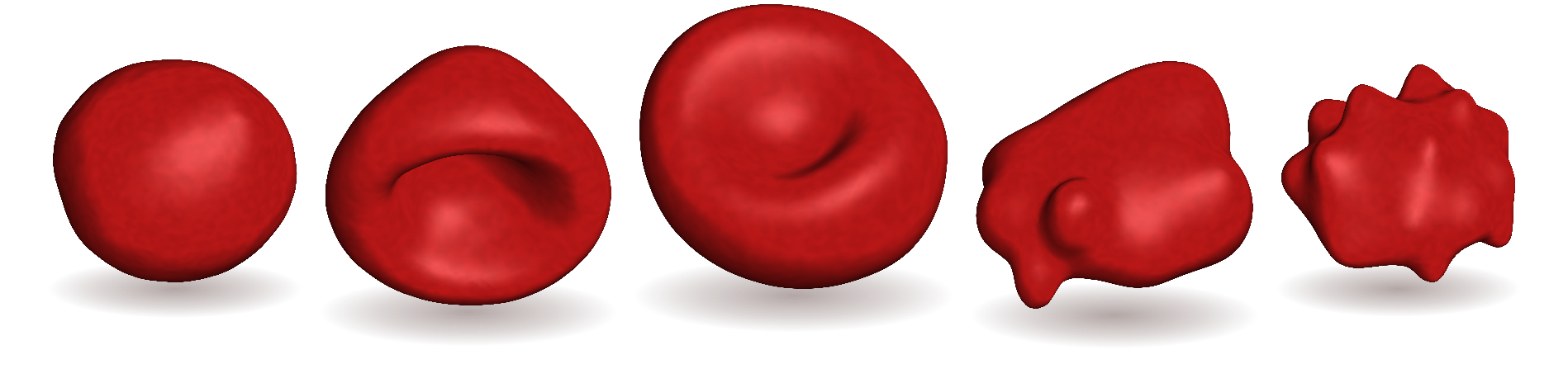 Reconstructed 3D red blood cell shapes with shadows: stomatocyte, discocyte, spherocyte and echinocyte