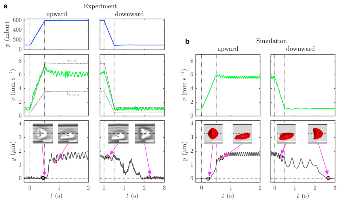 Experiment versus simulation of red blood cell shape dynamics over time