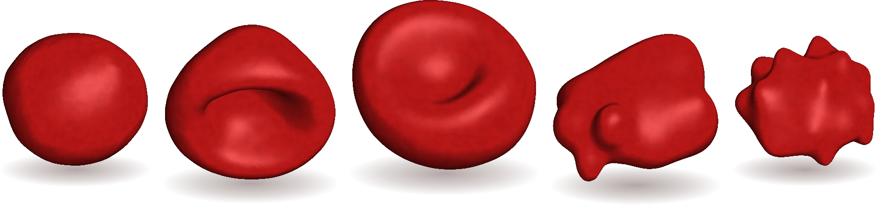 Reconstructed 3D red blood cell shapes: spherocyte, stomatocyte, discocyte, acanthocyte and echinocyte