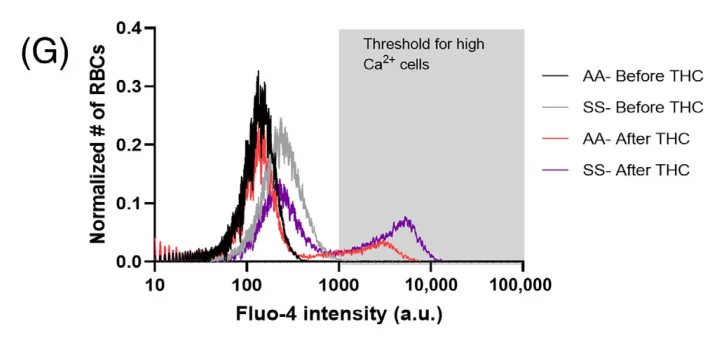 Fluo-4 calcium histogram: sickle red cells shift into the high-calcium range after THC