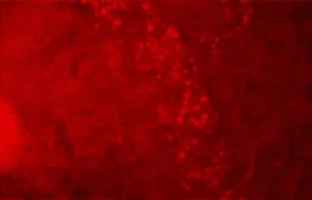 Labelled healthy red blood cells (CellTracker Deep Red) flowing through a microvessel